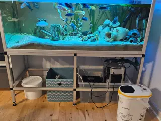 Akvarie med fisk