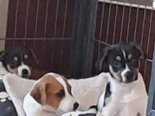 Dansk svensk gårdhund hvalpe