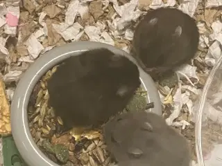 Dværghamster Unger billige 