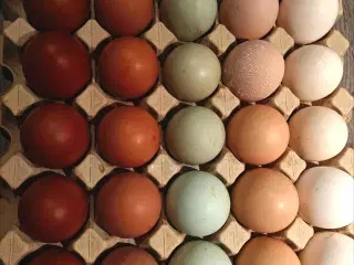 Rugeæg af blandet flok
