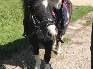Sød Pony vallak