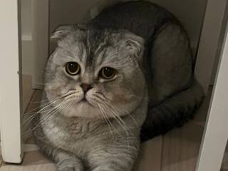 Scottish fold cat