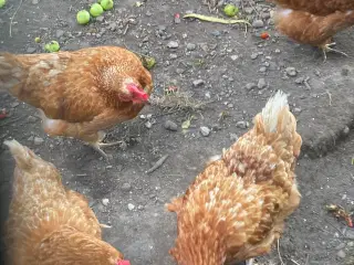 4 brune høns 2 år gamle 