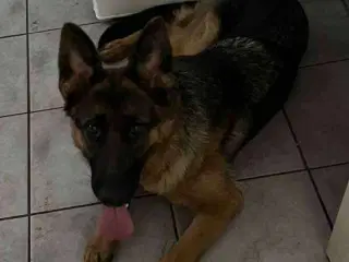 Schæfer hun hund