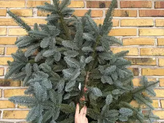 Gran og Lærke grene i bundt 