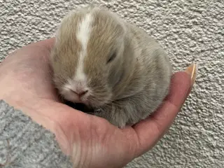 Ægte minilop - PIGE - UDLANDSK 