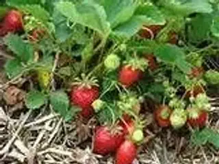 Jordbærplanter / stiklinger søges gratis