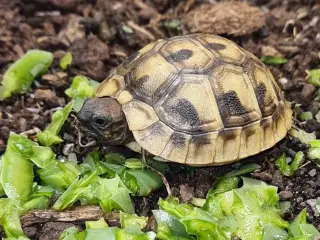 Græske landskildpadder