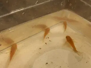 4 Pansermaller