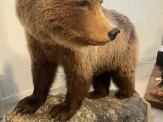Brunbjörn Taxidermy Mount i naturlig storlek.