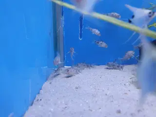 Plettet pansermaller (Corydoras paleatus)