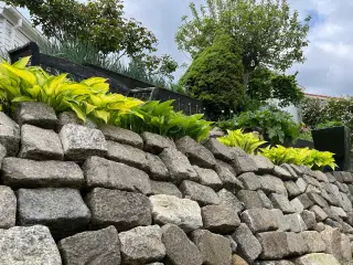 Hosta/Funkia.Store,flotte planter.