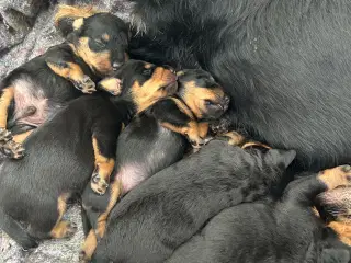 Tysk jagtterrier hvalpe