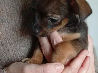 Chihuahua/Jack Russell hvalp