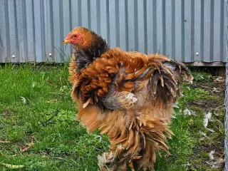 Brahma haner 