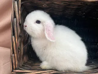 Mini lop - BEW 