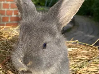 FRANSK VÆDDER HAN BLÅ OTTER