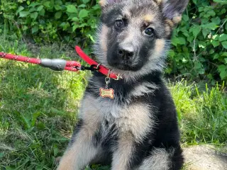 Schæferhund Kali