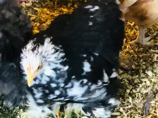 Dværg høne kyllinger forskellige racer