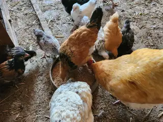 høns, store kyllinger, hane