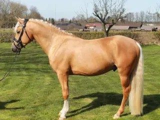 Smuk Welsh Partbred pony. Født 19.05.23 