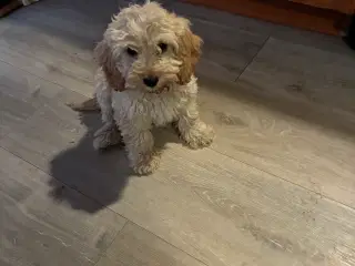 Cockerpoo hvalpe 8 uger