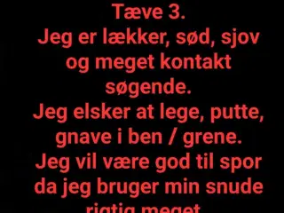 Blandingshvalp søger et dejligt og kærligt hjem 