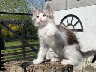 Maine Coon hun killing med stamtavle