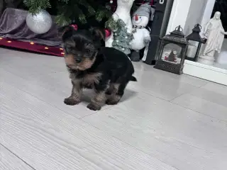 Yorkshire Terrier hvalp