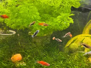 Platy mix