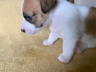 Jack Russell terrier hvalpe