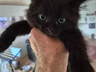 Halv ragdoll 
