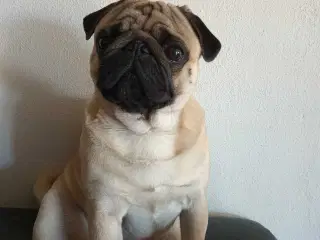 Mops tilbydes til parring 