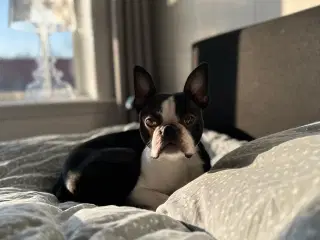 Boston terrier