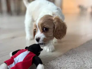Cavapoo hvalpe 