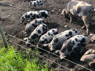 Frilandsgrise af race duroc og gl dansk landrace