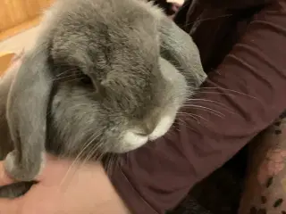 Minilop hankanin til salg