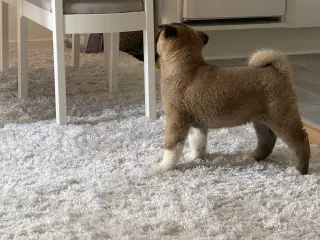 American Akita hvalp 8 uger ( Haster ‼️) 