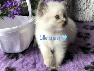 Søde Ragdolls 