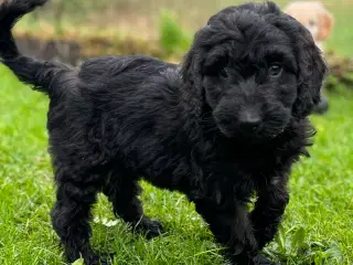 Cockapoo/cockerpoo/doodle