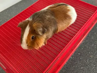 Marsvin unge sælges