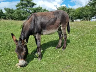 Skøn æsel hingst