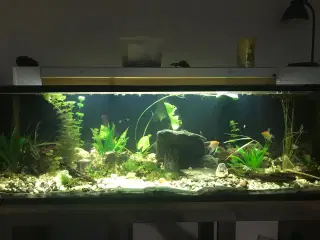 Akvarie 720 liters