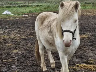 Speciel islænder