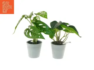 Dekorative planter i grå potter fra Monstrea (str. 25 cm)