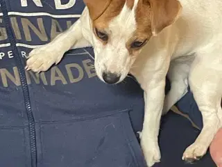 Jack Russell Terrier - 10 måneder