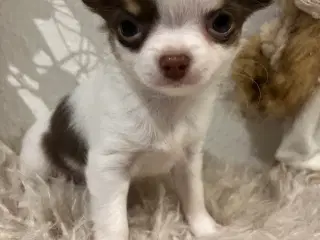 3 langhåret chihuahua tæver