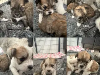 Lhasa apso hvalpe