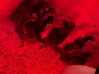 Blandet kyllinger med grønlægger i 