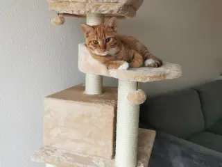 Kat på 5 mdr. søger nyt hjem